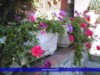 a garden & flowers.jpg
