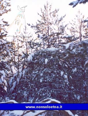 alberi.jpg