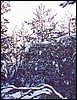 alberi.jpg