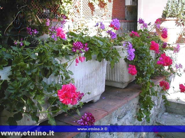 a garden & flowers.jpg