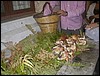 fungi etnei.jpg